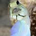 jawfish_yellowhead_bs_lc_v_0286_cay0825.jpg